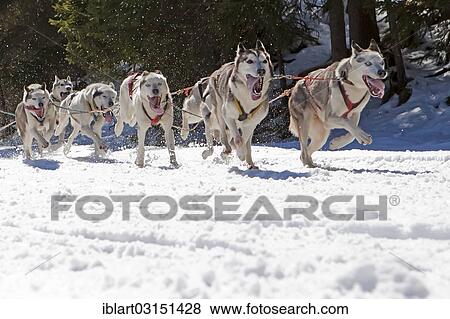 "Dog sled or dog sledge, sledge dogs running through a forest, in winter, Walgau, Bavaria, Germany, Europe" View Large Photo Image Stock Photo - "Dog sled or dog sledge, sledge dogs running through a forest, in winter, Walgau, Bavaria, Germany, Europe". Fotosearch