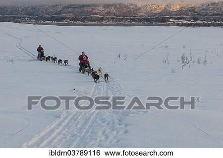 "Dog-sledding in the snow, near Tromso, Troms, Norway, Europe" View Large Photo Image Stock Photograph - "Dog-sledding in the snow, near Tromso, Troms, Norway, Europe". Fotosearch