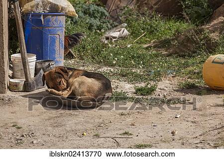 Dog sleeping in a bowl, La Collpa, Cajamarca, Peru, South America View Large Photo Image Stock Image - Dog sleeping in a bowl, La Collpa, Cajamarca, Peru, South America. Fotosearch