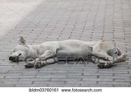 "Dog sleeping on a sidewalk, Ponta do Sol, Santo Antao island, Cape Verde, Africa" View Large Photo Image Stock Image - "Dog sleeping on a sidewalk, Ponta do Sol, Santo Antao island, Cape Verde, Africa". Fotosearch