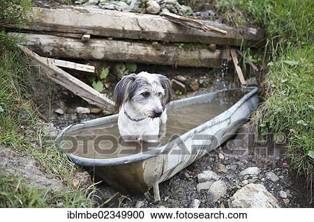 "Dog standing in a cow trough, Tyrol, Austria, Europe" View Large Photo Image Stock Image - "Dog standing in a cow trough, Tyrol, Austria, Europe". Fotosearch