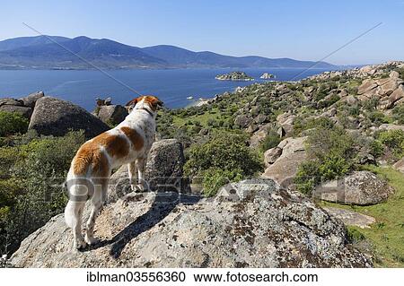 "Dog standing on a rock with a view over Lake Bafa with Ikizce Island, Lake Bafa, Mugla Province, Aegean region, Turkey, Asia" View Large Photo Image Stock Image - "Dog standing on a rock with a view over Lake Bafa with Ikizce Island, Lake Bafa, Mugla Province, Aegean region, Turkey, Asia". Fotosearch