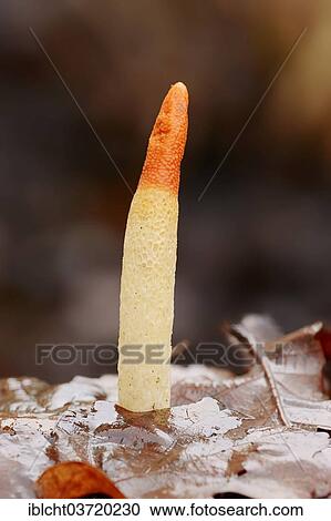 Stock Image - "Dog Stinkhorn (Mutinus caninus), North Rhine-Westphalia, Germany, Europe". Fotosearch