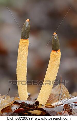 Stock Photo - "Dog Stinkhorn (Mutinus caninus), North Rhine-Westphalia, Germany, Europe". Fotosearch