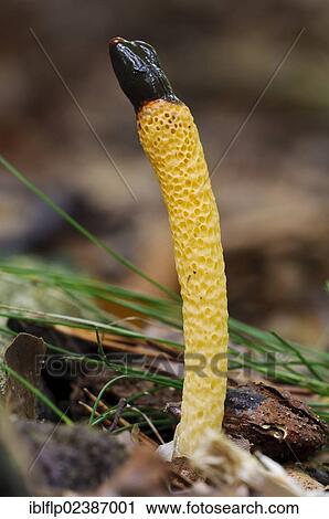 Stock Image - "Dog Stinkhorn (Mutinus caninus), fruiting body, Clumber Park, Nottinghamshire, England, United Kingdom, Europe". Fotosearch
