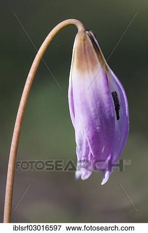 "Dog-tooth Violet (Erythronium dens-canis), Kassel, Kassel, Hesse, Germany, Europe" View Large Photo Image Stock Photo - "Dog-tooth Violet (Erythronium dens-canis), Kassel, Kassel, Hesse, Germany, Europe". Fotosearch
