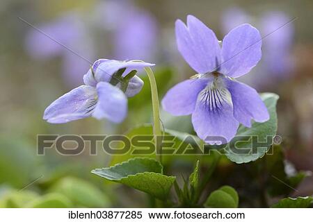 "Dog Violet (Viola canina), Emsland, Lower Saxony, Germany, Europe" View Large Photo Image Stock Photography - "Dog Violet (Viola canina), Emsland, Lower Saxony, Germany, Europe". Fotosearch