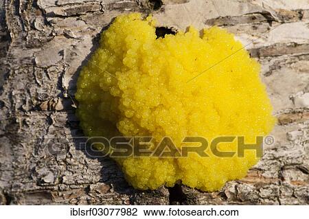 "Dog Vomit Slime Mold or Scrambled Egg Slime (Fuligo septica), Fuldabruck, Hesse, Germany, Europe" View Large Photo Image Stock Image - "Dog Vomit Slime Mold or Scrambled Egg Slime (Fuligo septica), Fuldabruck, Hesse, Germany, Europe". Fotosearch