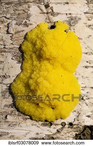 "Dog Vomit Slime Mold or Scrambled Egg Slime (Fuligo septica), Fuldabruck, Fuldabruck, Hesse, Germany, Europe" View Large Photo Image Stock Photo - "Dog Vomit Slime Mold or Scrambled Egg Slime (Fuligo septica), Fuldabruck, Fuldabruck, Hesse, Germany, Europe". Fotosearch