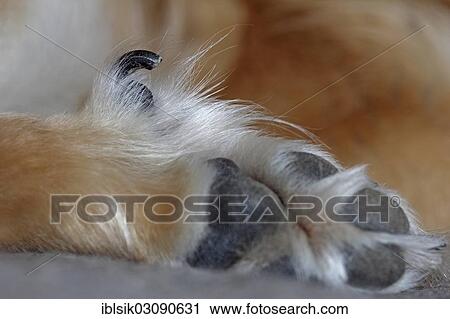 "Dog's paw with a dog's thumb or dewclaw, hind leg, additional toe, vestigial digit, polydactyly, Icelandic dog, bitch, detail, zuhause in der Wohnung, Baden-Wurttemberg, Germany, Europe" View Large Photo Image Stock Image - "Dog's paw with a dog's thumb or dewclaw, hind leg, additional toe, vestigial digit, polydactyly, Icelandic dog, bitch, detail, zuhause in der Wohnung, Baden-Wurttemberg, Germany, Europe". Fotosearch