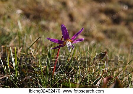 "Dog's tooth violet or Dogtooth violet (Erythronium dens canis), Aubrac, Lozere, Languedoc-Roussillon, France, Europe" View Large Photo Image Stock Image - "Dog's tooth violet or Dogtooth violet (Erythronium dens canis), Aubrac, Lozere, Languedoc-Roussillon, France, Europe". Fotosearch