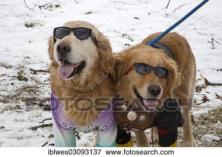 Stock Photo - "Dogs wearing sunglasses, participants in a """"Doggie Fashion Parade"""" during Winter Fest, Palmer Park, Detroit, Michigan, United States, North America". Fotosearch