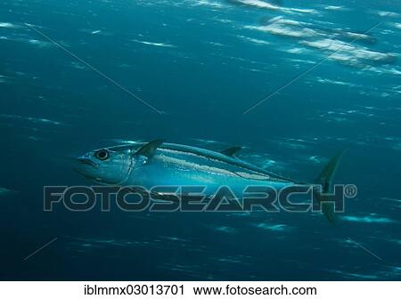 Stock Image - "Dogtooth Tuna (Gymnosarda unicolor), Barrier Reef, -, Australia, Oceania". Fotosearch