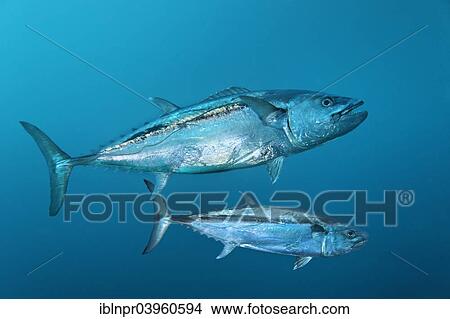 "Dogtooth Tunas (Gymnosarda unicolor), Embudu Channel, Indian Ocean, Tilla or Tila, South Male Atoll, Maldives, Asia" View Large Photo Image Picture - "Dogtooth Tunas (Gymnosarda unicolor), Embudu Channel, Indian Ocean, Tilla or Tila, South Male Atoll, Maldives, Asia". Fotosearch