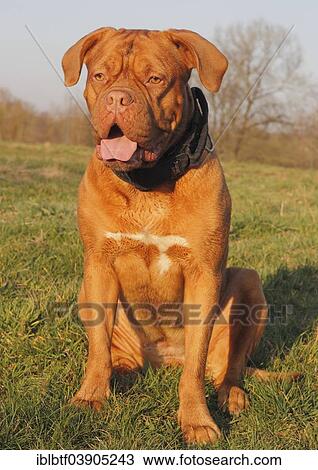 Dogue de Bordeaux or Bordeaux Mastiff View Large Photo Image Stock Image - Dogue de Bordeaux or Bordeaux Mastiff. Fotosearch