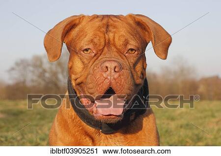 "Dogue de Bordeaux or Bordeaux Mastiff, portrait" View Large Photo Image Stock Image - "Dogue de Bordeaux or Bordeaux Mastiff, portrait". Fotosearch
