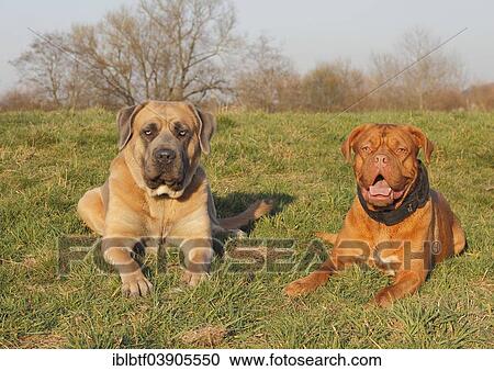 Dogue de Bordeaux or Bordeaux Mastiff and a Cane Corso Italiano lying on a meadow View Large Photo Image Stock Image - Dogue de Bordeaux or Bordeaux Mastiff and a Cane Corso Italiano lying on a meadow. Fotosearch