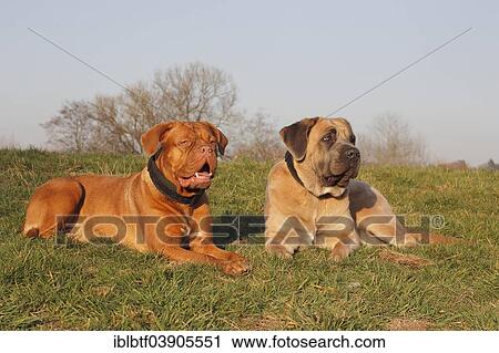 Dogue de Bordeaux or Bordeaux Mastiff and a Cane Corso Italiano lying on a meadow View Large Photo Image Stock Image - Dogue de Bordeaux or Bordeaux Mastiff and a Cane Corso Italiano lying on a meadow. Fotosearch