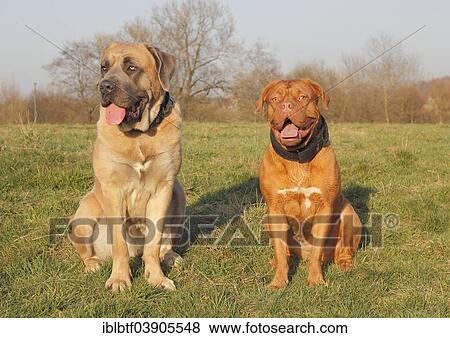 Dogue de Bordeaux or Bordeaux Mastiff and a Cane Corso Italiano sitting on a meadow View Large Photo Image Stock Photo - Dogue de Bordeaux or Bordeaux Mastiff and a Cane Corso Italiano sitting on a meadow. Fotosearch
