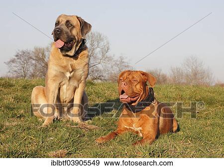 cane corso dogue de bordeaux