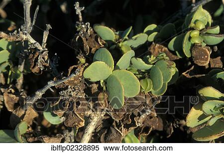 "Dollar Bush (Zygophyllum stapffii), Namibia, Africa" View Large Photo Image Stock Photography - "Dollar Bush (Zygophyllum stapffii), Namibia, Africa". Fotosearch