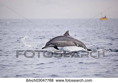 "Dolphin jumping out of the sea water, Bali Sea, Anyar, Lombok, Nusa Tenggara Barat Province, Indonesia, Asia" View Large Photo Image Stock Photo - "Dolphin jumping out of the sea water, Bali Sea, Anyar, Lombok, Nusa Tenggara Barat Province, Indonesia, Asia". Fotosearch