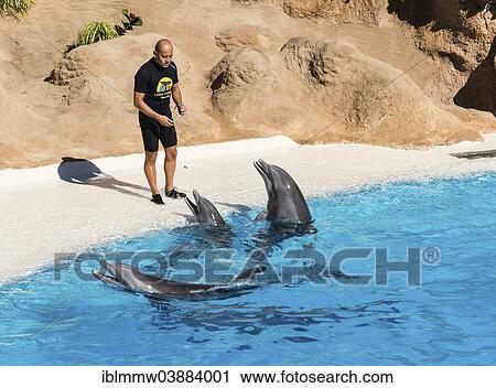"Dolphin Show, Loro Parque zoo, Puerto de la Cruz, Santa Cruz de Tenerife, Tenerife, Canary Islands, Spain, Europe" View Large Photo Image Stock Image - "Dolphin Show, Loro Parque zoo, Puerto de la Cruz, Santa Cruz de Tenerife, Tenerife, Canary Islands, Spain, Europe". Fotosearch
