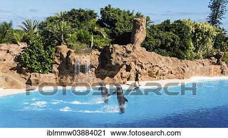 Stock Image - "Dolphin Show, Loro Parque zoo, Puerto de la Cruz, Santa Cruz de Tenerife, Tenerife, Canary Islands, Spain, Europe". Fotosearch