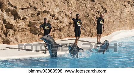 "Dolphin Show, Loro Parque zoo, Puerto de la Cruz, Santa Cruz de Tenerife, Tenerife, Canary Islands, Spain, Europe" View Large Photo Image Stock Photo - "Dolphin Show, Loro Parque zoo, Puerto de la Cruz, Santa Cruz de Tenerife, Tenerife, Canary Islands, Spain, Europe". Fotosearch