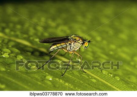 Stock Image - "Dolyfly (Dolichopus sp. ), on a leaf, Wales, United Kingdom, Europe". Fotosearch