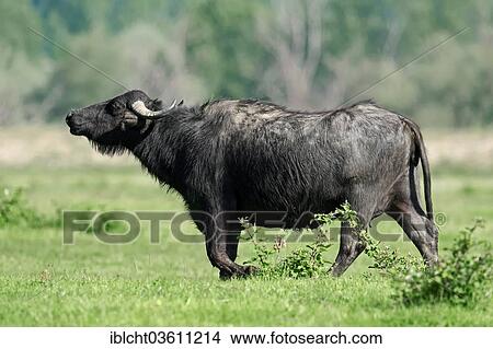 "Domestic Buffalo, Asian Water Buffalo (Bos arnee, Bubalus arnee), bull, Central Macedonia, Greece, Europe" View Large Photo Image Picture - "Domestic Buffalo, Asian Water Buffalo (Bos arnee, Bubalus arnee), bull, Central Macedonia, Greece, Europe". Fotosearch