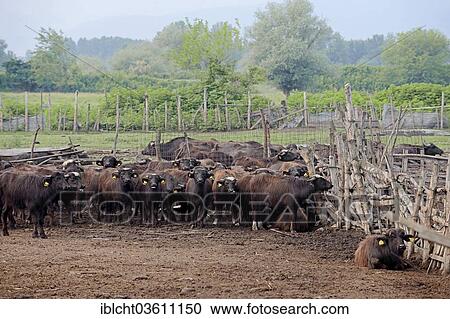 Stock Image - "Domestic Buffalo, Asian water buffalo (Bos arnee, Bubalus arnee), herd at a gate, Central Macedonia, Greece, Europe". Fotosearch