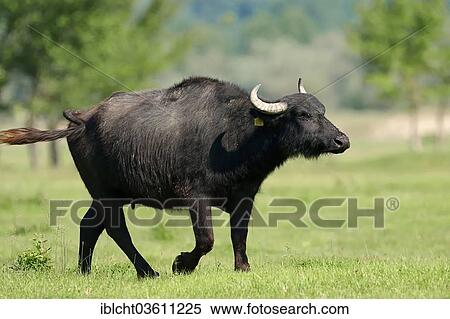 Stock Photography - "Domestic Buffalo, Asian Water Buffalo (Bos arnee, Bubalus arnee), bull, Central Macedonia, Greece, Europe". Fotosearch