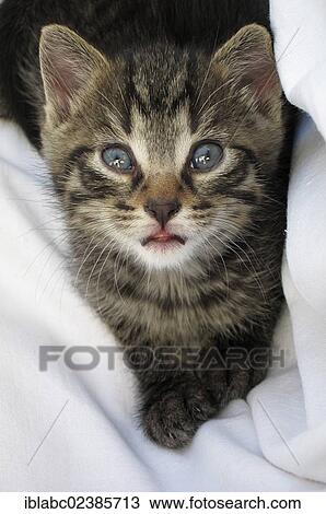 "Domestic cat (Felis silvestris catus), kitten, Bavaria, Germany, Europe" View Large Photo Image Stock Image - "Domestic cat (Felis silvestris catus), kitten, Bavaria, Germany, Europe". Fotosearch