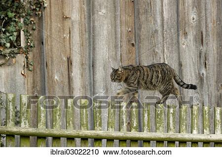 "Domestic cat (Felis silvestris catus), brown-black tabby cat balancing on a picket fence, Irgertshofen, Markt Nittendorf, Lkr. Regensburg, Upper Palatinate, Bavaria, Germany, Europe" View Large Photo Image Stock Image - "Domestic cat (Felis silvestris catus), brown-black tabby cat balancing on a picket fence, Irgertshofen, Markt Nittendorf, Lkr. Regensburg, Upper Palatinate, Bavaria, Germany, Europe". Fotosearch