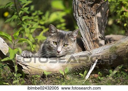 Domestic cat (Felis silvestris catus) with a piece of wood View Large Photo Image Stock Photography - Domestic cat (Felis silvestris catus) with a piece of wood. Fotosearch