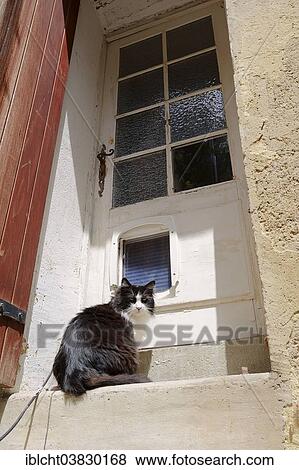 "Domestic cat in front of a door with a cat door, Pernes-les-Fontaines, Vaucluse, Provence-Alpes-Cote d'Azur, Southern France, France, Europe" View Large Photo Image Stock Photo - "Domestic cat in front of a door with a cat door, Pernes-les-Fontaines, Vaucluse, Provence-Alpes-Cote d'Azur, Southern France, France, Europe". Fotosearch