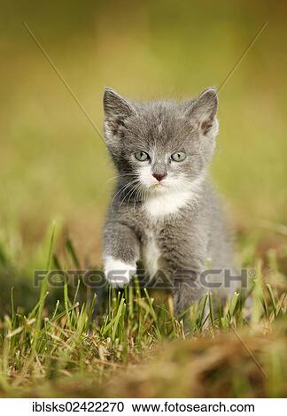 Domestic cat, kitten, 6 weeks, gray, walking through a meadow View Large Photo Image Stock Image - Domestic cat, kitten, 6 weeks, gray, walking through a meadow. Fotosearch