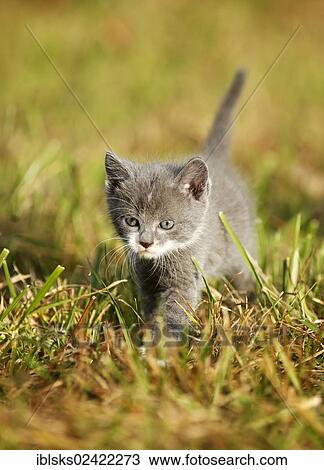 Stock Image - Domestic cat, kitten, 6 weeks, gray, walking through a meadow. Fotosearch