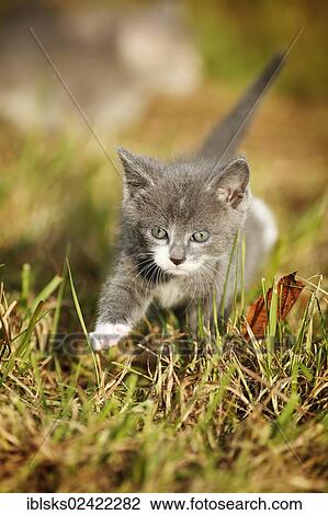 Domestic cat, kitten, 6 weeks, gray, walking through a meadow View Large Photo Image Stock Image - Domestic cat, kitten, 6 weeks, gray, walking through a meadow. Fotosearch