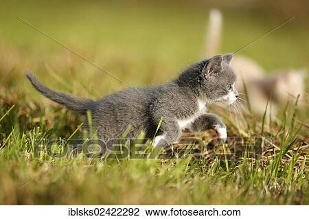 Domestic cat, kitten, 6 weeks, gray, running over a meadow View Large Photo Image Stock Image - Domestic cat, kitten, 6 weeks, gray, running over a meadow. Fotosearch