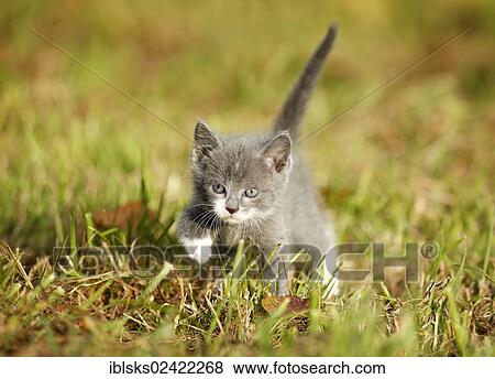 Domestic cat, kitten, 6 weeks, gray, walking through a meadow View Large Photo Image Stock Photo - Domestic cat, kitten, 6 weeks, gray, walking through a meadow. Fotosearch