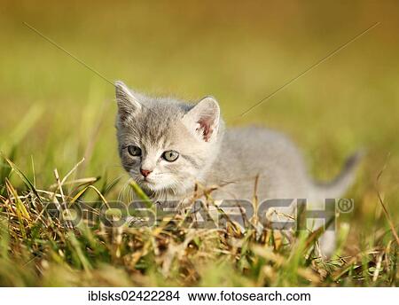 Picture - Domestic cat, kitten, 6 weeks, light gray mackerel, walking through a meadow. Fotosearch