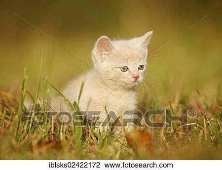 Domestic cat, kitten, 6 weeks, light red mackerel, sitting in a meadow View Large Photo Image Stock Image - Domestic cat, kitten, 6 weeks, light red mackerel, sitting in a meadow. Fotosearch