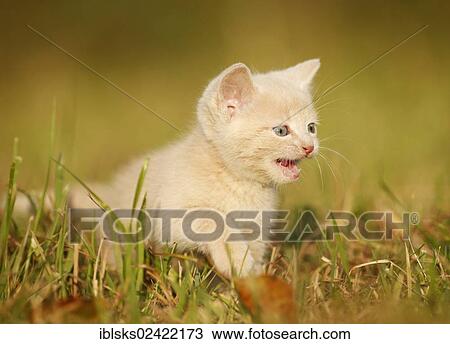 Domestic cat, kitten, 6 weeks, light red mackerel, sitting in a meadow, meowing View Large Photo Image Stock Image - Domestic cat, kitten, 6 weeks, light red mackerel, sitting in a meadow, meowing. Fotosearch