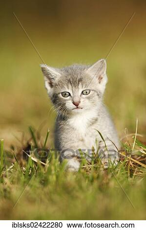Stock Image - Domestic cat, kitten, 6 weeks, light gray mackerel, sitting in a meadow. Fotosearch