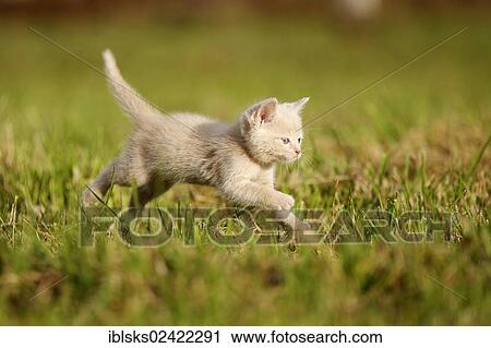 Domestic cat, kitten, 6 weeks, light red mackerel, running over a meadow View Large Photo Image Stock Image - Domestic cat, kitten, 6 weeks, light red mackerel, running over a meadow. Fotosearch