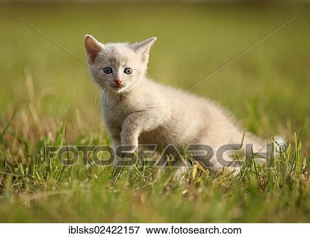 Domestic cat, kitten, 6 weeks, light red mackerel, walking across a meadow View Large Photo Image Stock Photo - Domestic cat, kitten, 6 weeks, light red mackerel, walking across a meadow. Fotosearch
