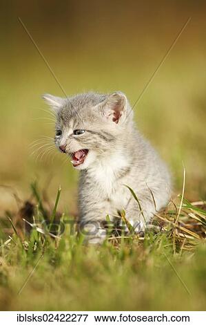 Domestic cat, kitten, 6 weeks, light gray mackerel, walking through a meadow, meowing View Large Photo Image Stock Photo - Domestic cat, kitten, 6 weeks, light gray mackerel, walking through a meadow, meowing. Fotosearch