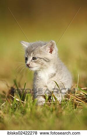 Domestic cat, kitten, 6 weeks, light gray mackerel, walking through a meadow View Large Photo Image Stock Photo - Domestic cat, kitten, 6 weeks, light gray mackerel, walking through a meadow. Fotosearch
